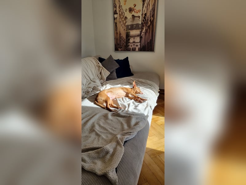 Leona - befindet sich in einer Pflegestelle in 96103 Hallstadt
