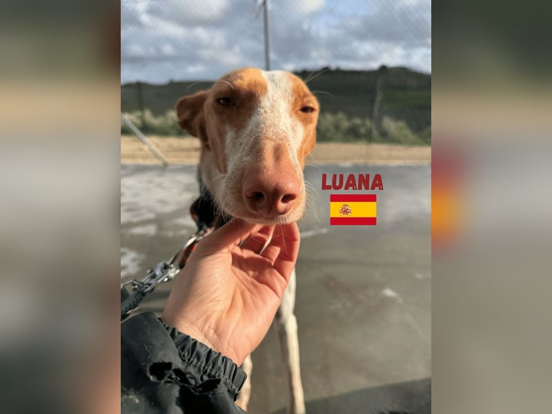 Luana,geb.03/24,Podenco Mädel sucht ihre Familie