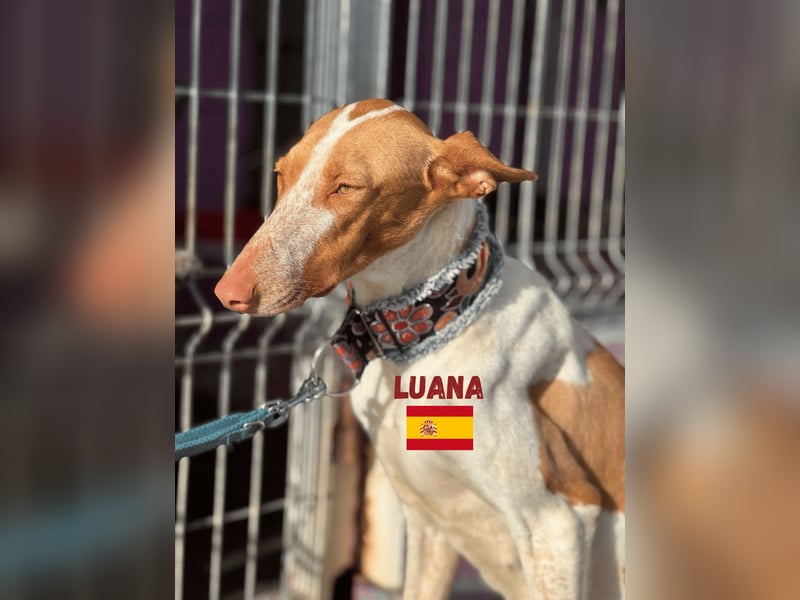 Luana,geb.03/24,Podenco Mädel sucht ihre Familie