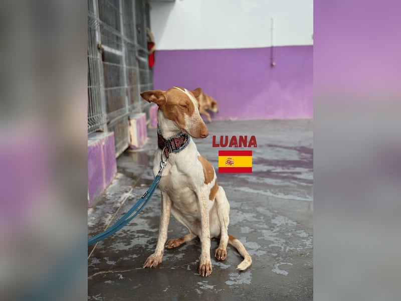 Luana,geb.03/24,Podenco Mädel sucht ihre Familie