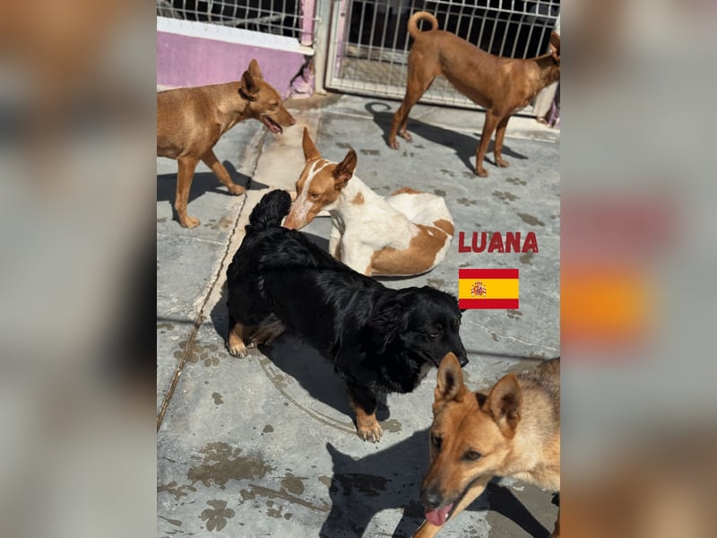 Luana,geb.03/24,Podenco Mädel sucht ihre Familie