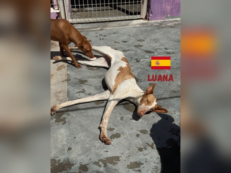 Luana,geb.03/24,Podenco Mädel sucht ihre Familie