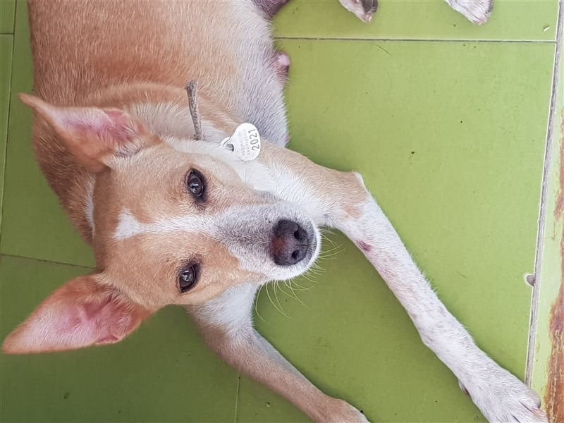 Molly, Schmusebacke sucht Zuhause