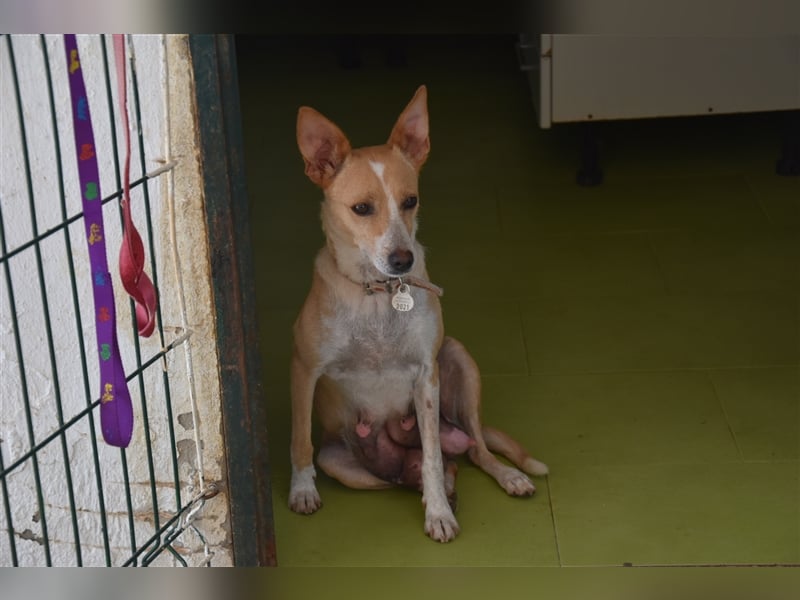 Molly, Schmusebacke sucht Zuhause