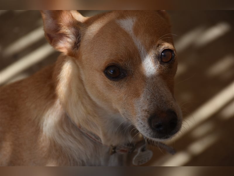 Molly, Schmusebacke sucht Zuhause