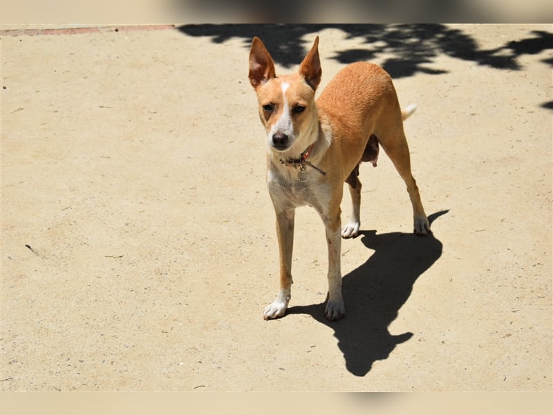 Molly, Schmusebacke sucht Zuhause