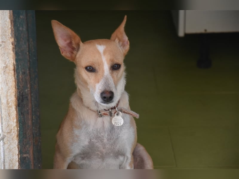 Molly, Schmusebacke sucht Zuhause