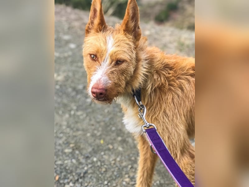Liss ein Podenco Rauhaar