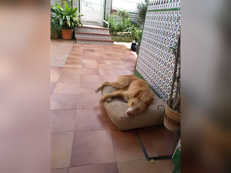 Liss ein Podenco Rauhaar