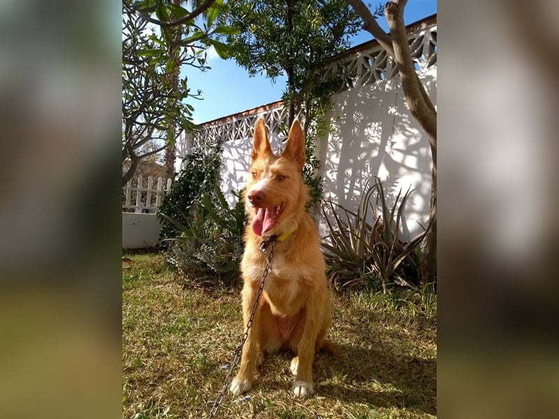 Liss ein Podenco Rauhaar