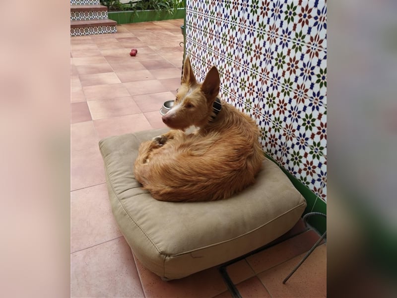 Liss ein Podenco Rauhaar