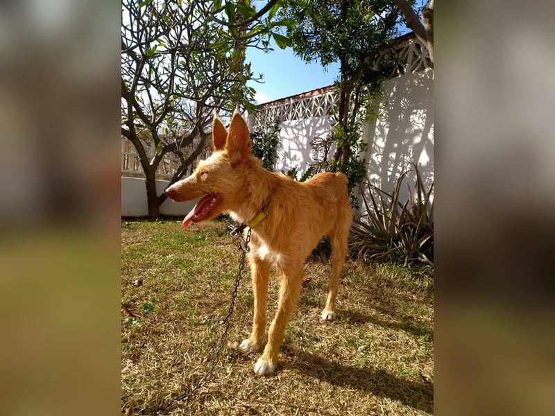 Liss ein Podenco Rauhaar