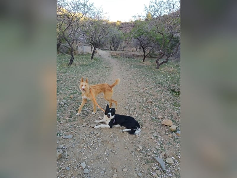 Liss ein Podenco Rauhaar