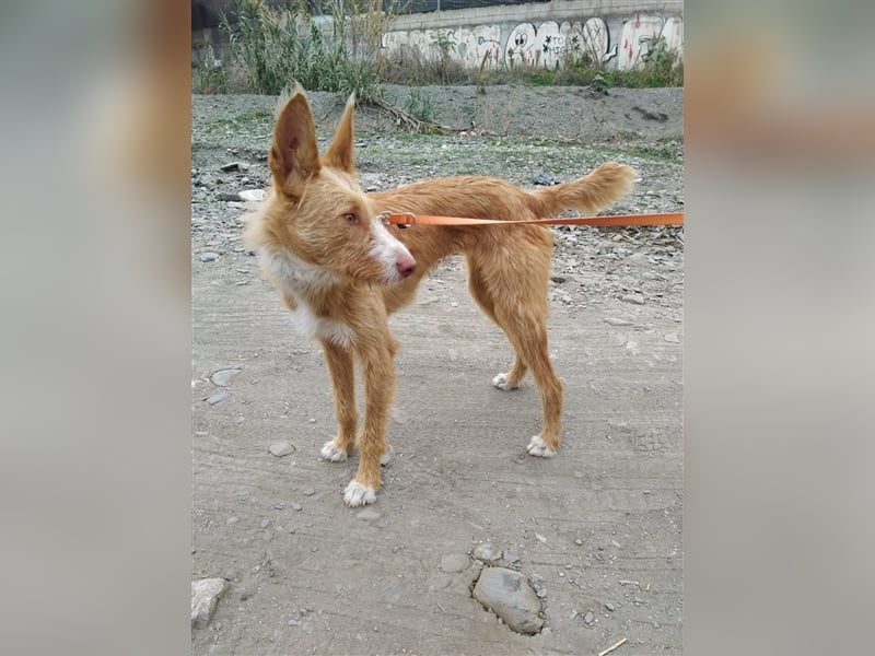 Liss ein Podenco Rauhaar