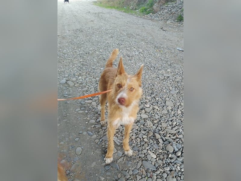 Liss ein Podenco Rauhaar