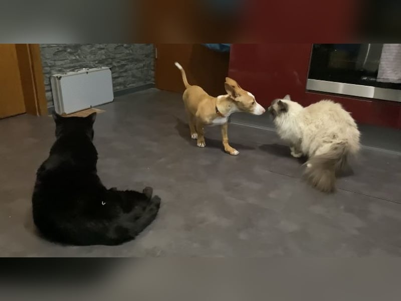 Pina, clevere und soziale Junghündin