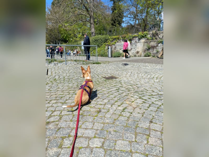 Pina, clevere und soziale Junghündin