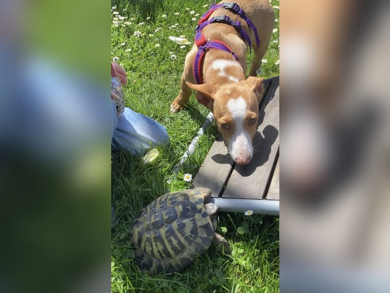 Pina, clevere und soziale Junghündin