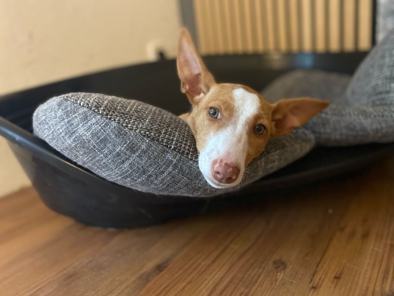 Pina, clevere und soziale Junghündin