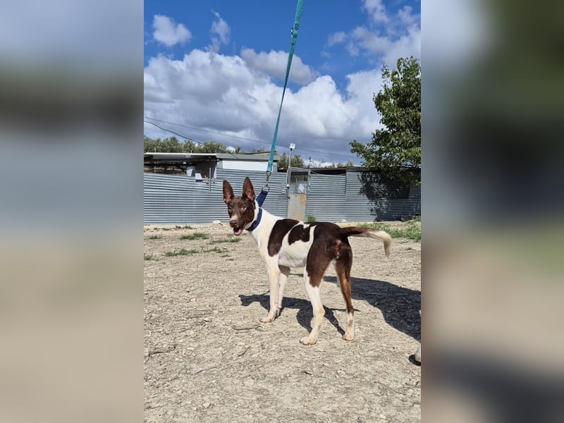Cookie, Katzenverträglichkeit und lieb