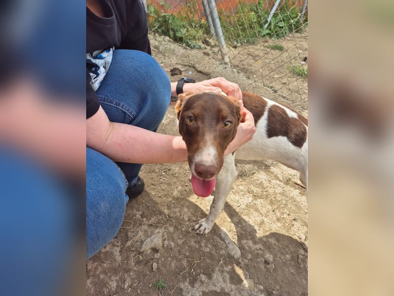 Cookie, Katzenverträglichkeit und lieb