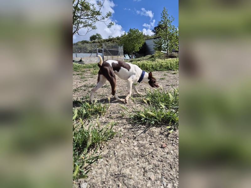 Cookie, Katzenverträglichkeit und lieb
