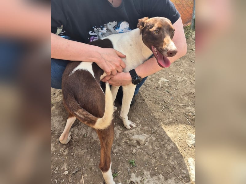 Cookie, Katzenverträglichkeit und lieb