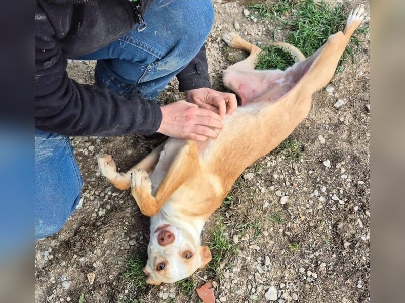 Tina, eine tolle Podenca