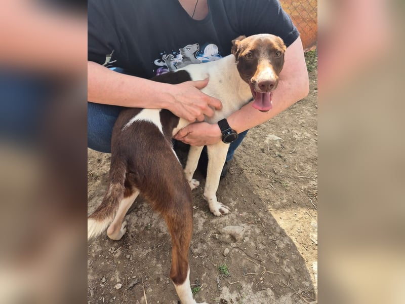 Cookie, Katzenverträglichkeit und lieb