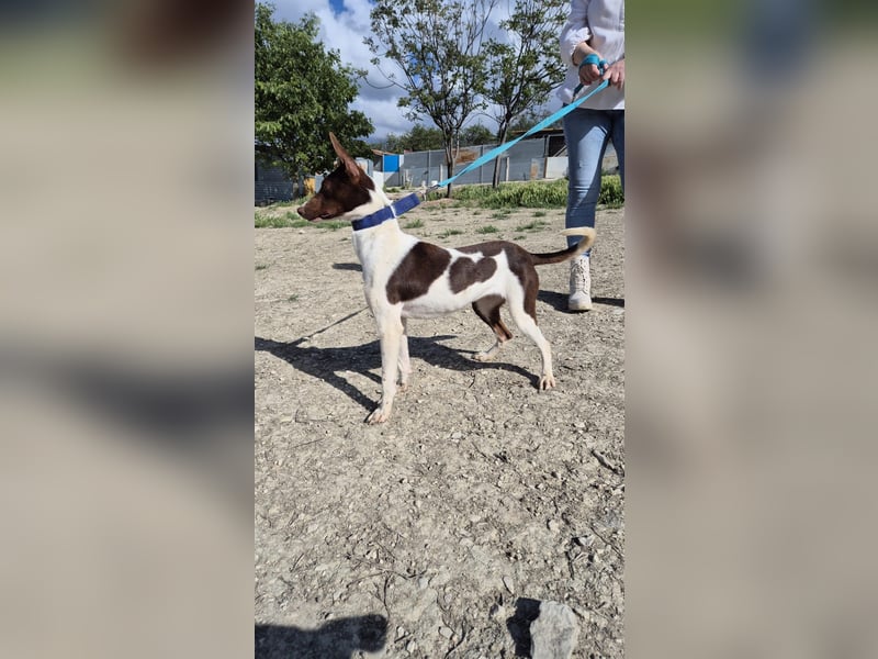 Cookie, Katzenverträglichkeit und lieb