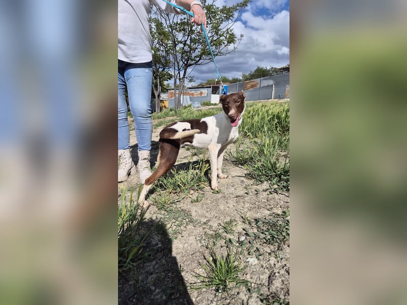Cookie, Katzenverträglichkeit und lieb