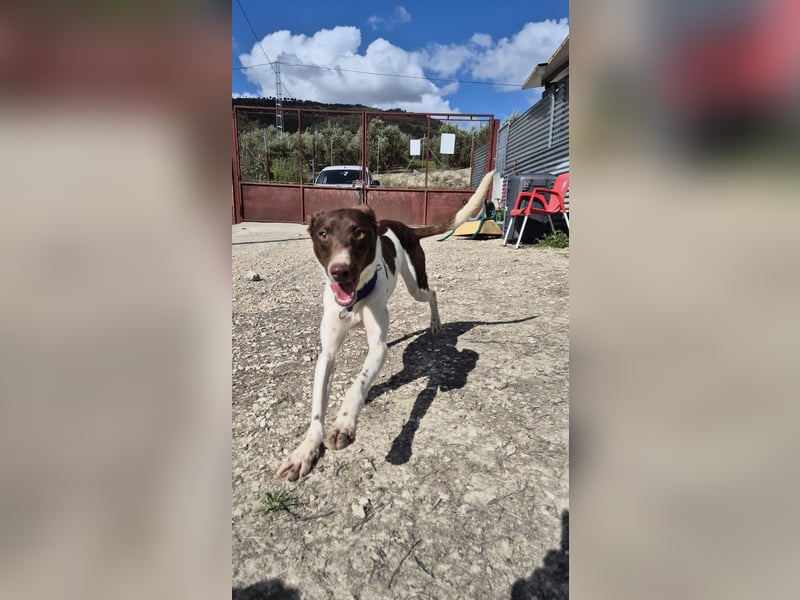 Cookie, Katzenverträglichkeit und lieb