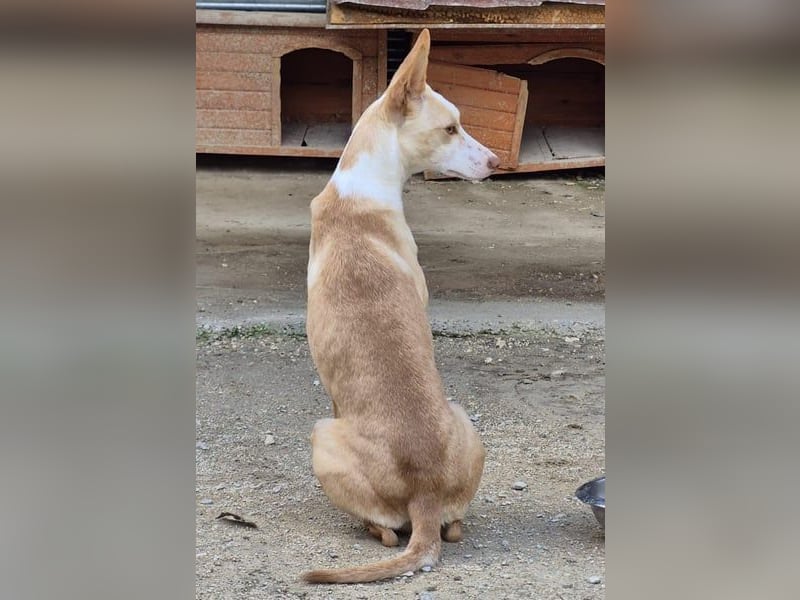 Tina, eine tolle Podenca