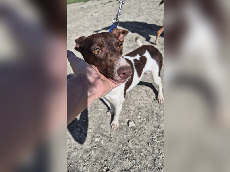 Cookie, Katzenverträglichkeit und lieb