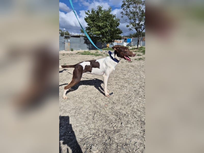 Cookie, Katzenverträglichkeit und lieb