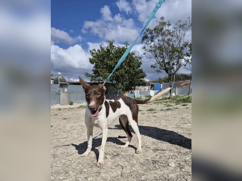 Cookie, Katzenverträglichkeit und lieb