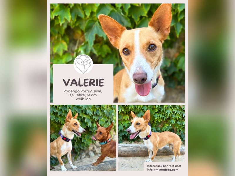 Valerie: Kleine Streunerin mit großem Herzen