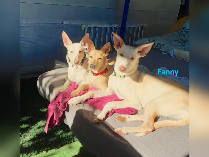 FANNY – strahlendes Wesen