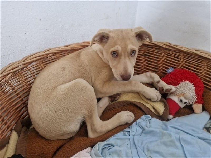 Ivie, kleine schüchterne  Maus sucht Anschluss im Rudel