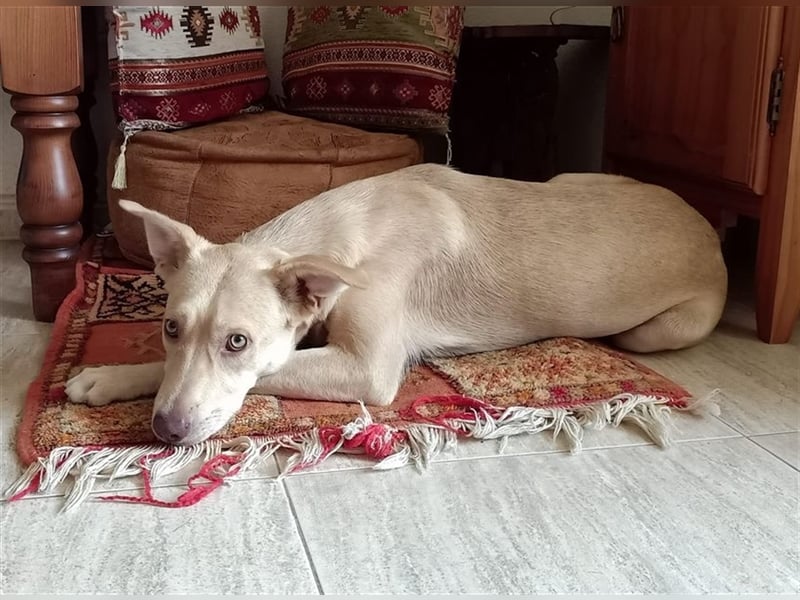 Ivie, kleine schüchterne  Maus sucht Anschluss im Rudel