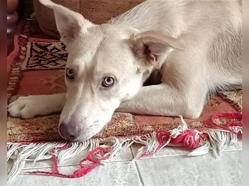 Ivie, kleine schüchterne  Maus sucht Anschluss im Rudel
