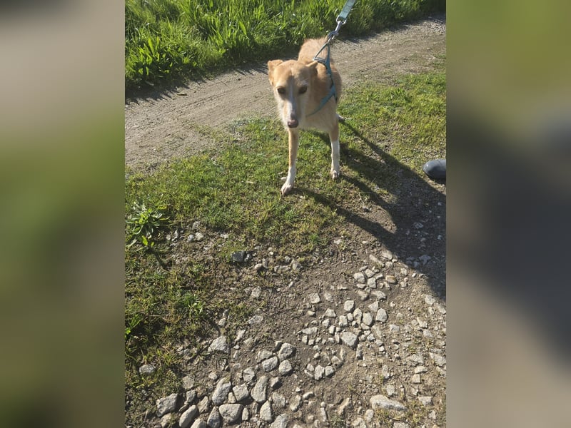 Erfüllen Sie Liras Wünsche?