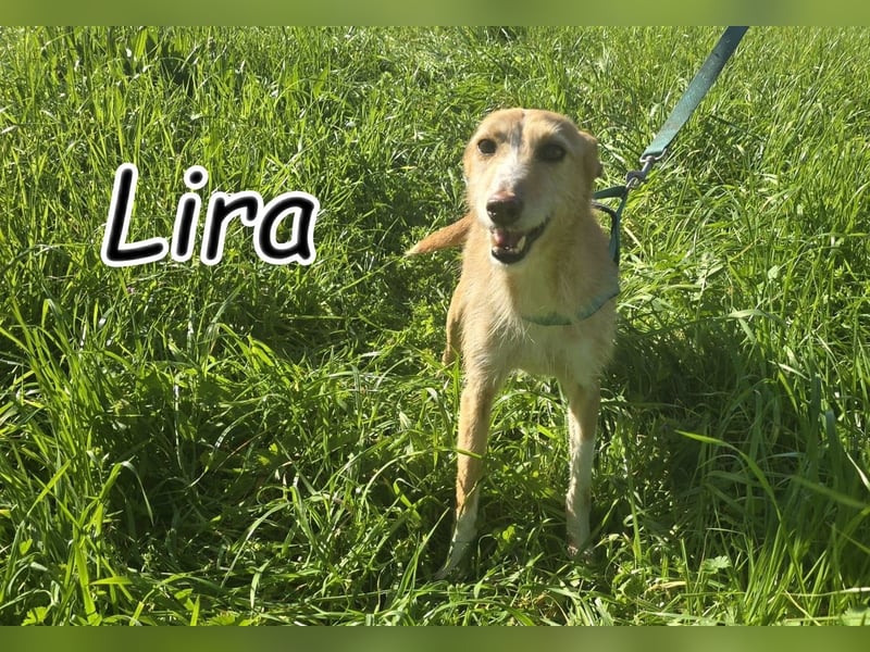 Erfüllen Sie Liras Wünsche?