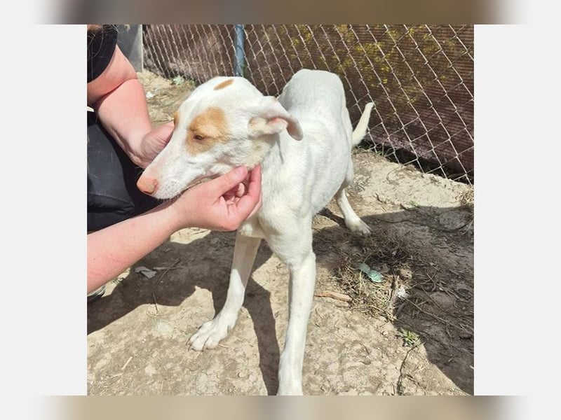 Barbie (TO) Hübsche Hundedame mit sanfter Seele