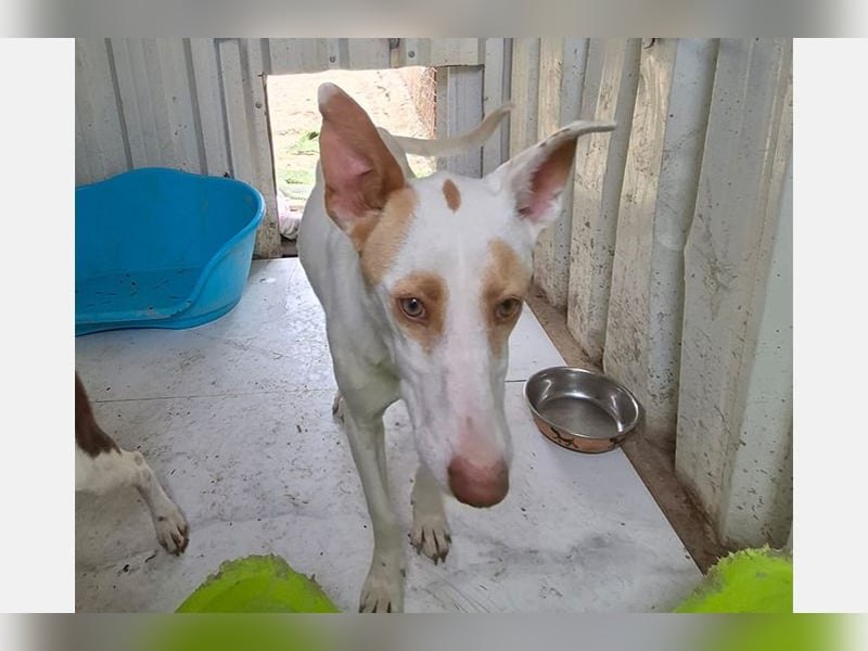 Barbie (TO) Hübsche Hundedame mit sanfter Seele