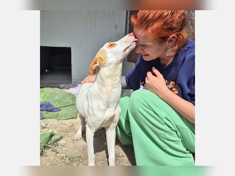 Barbie (TO) Hübsche Hundedame mit sanfter Seele