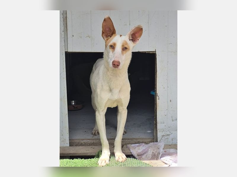 Barbie (TO) Hübsche Hundedame mit sanfter Seele
