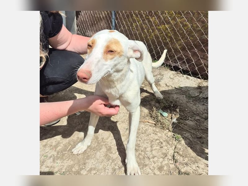 Barbie (TO) Hübsche Hundedame mit sanfter Seele