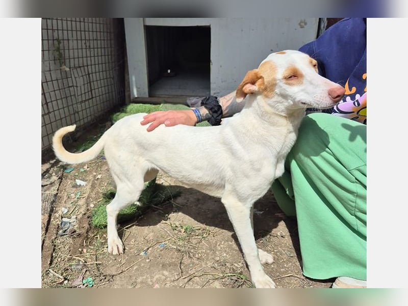 Barbie (TO) Hübsche Hundedame mit sanfter Seele