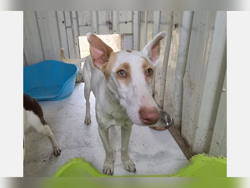 Barbie (TO) Hübsche Hundedame mit sanfter Seele